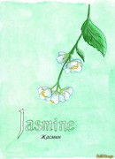 Жасмин