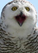 Арниона (Арниона-автор.: Arniona)