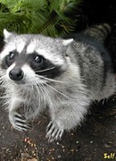 Юмэ Моногатари (Yume Monogatari: 夢物語)