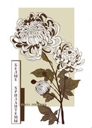 Белые хризантемы